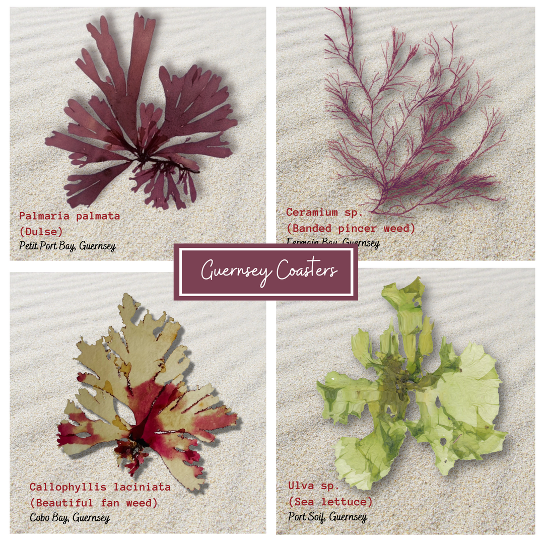Seaweed collection 1
