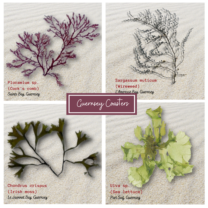 Seaweed collection 2