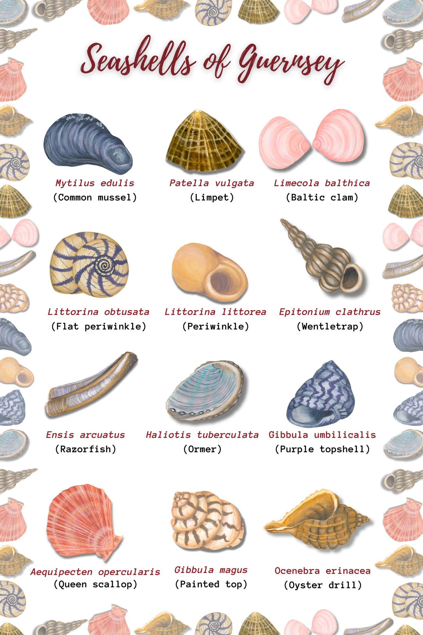 Seashells Teatowel
