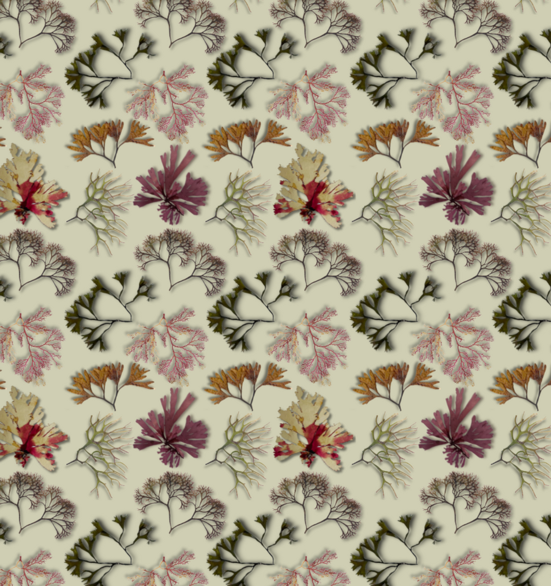 Guernsey Seaweeds Cushion cover
