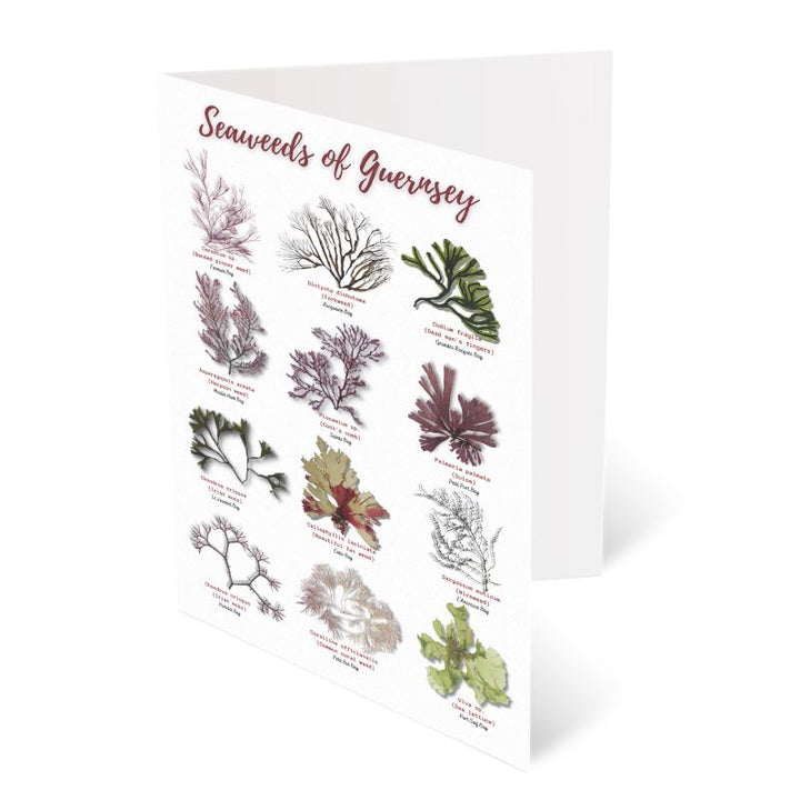 'Seaweeds of Guernsey' Greetings Card
